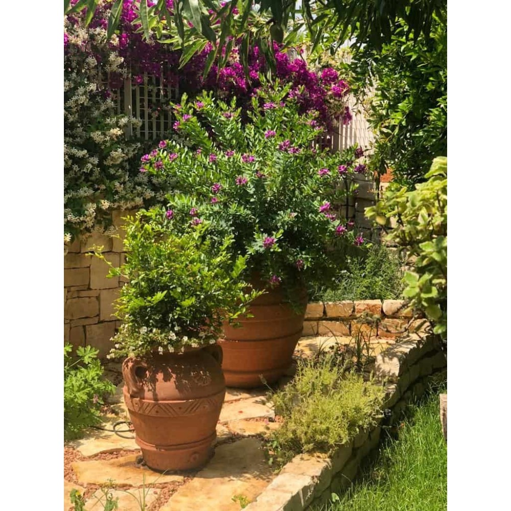 Terracotta pot